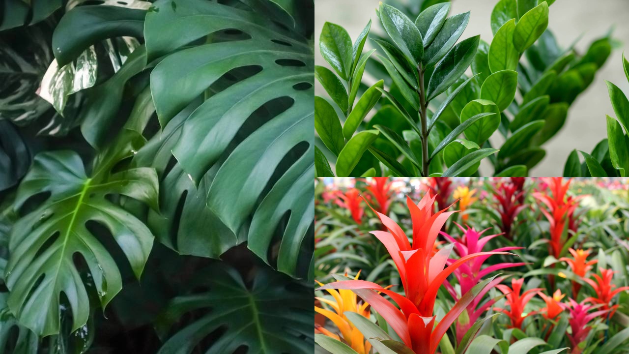plantas ornamentais