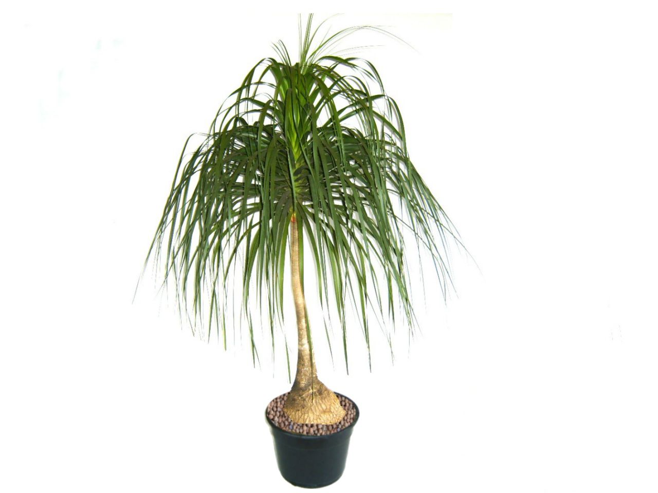 planta suculenta