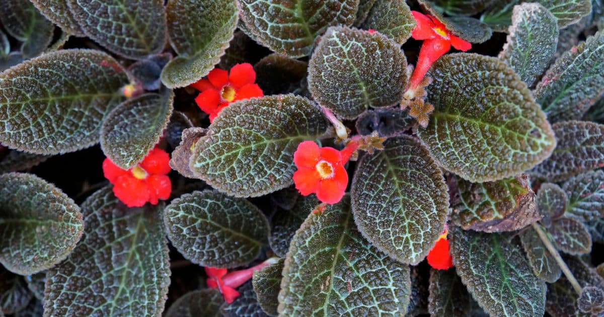 Planta forração jardim