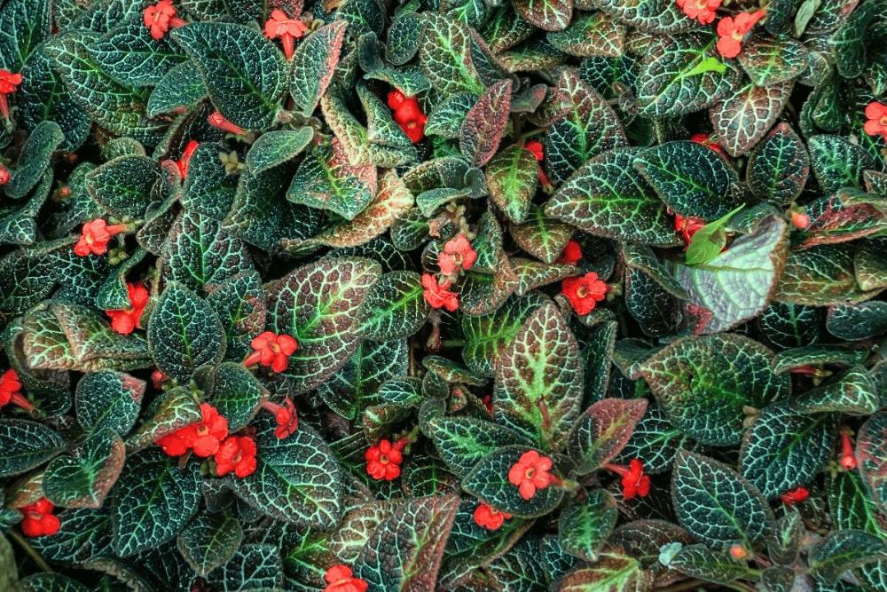 Cultivo de Episcia