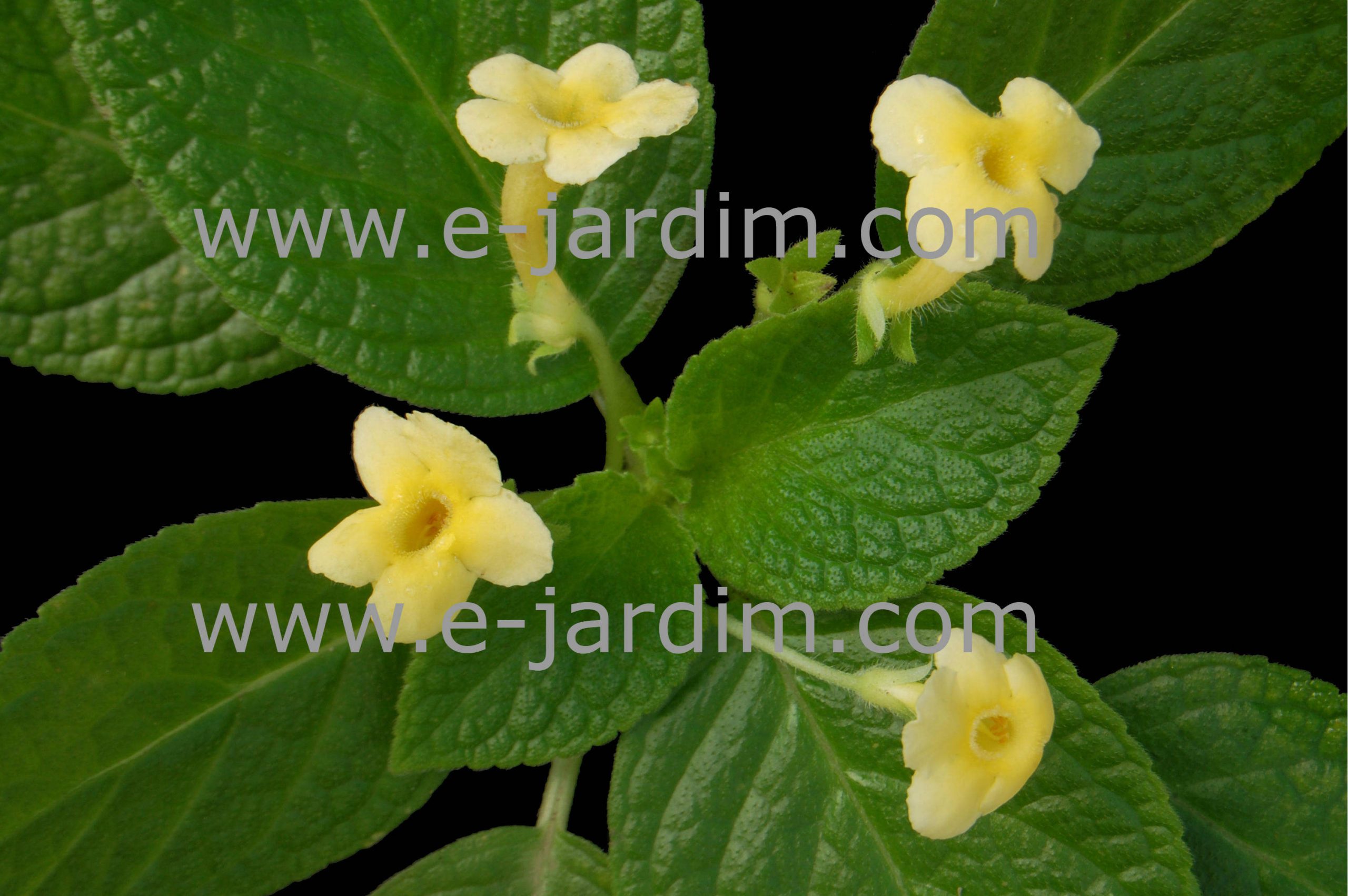 Onde comprar planta tapete de rainha