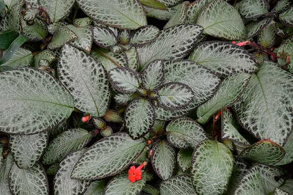 Episcia cupreata cuidados