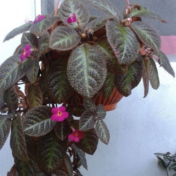 Tapete de rainha planta