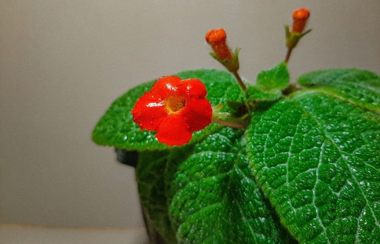 Como cuidar de planta tapete