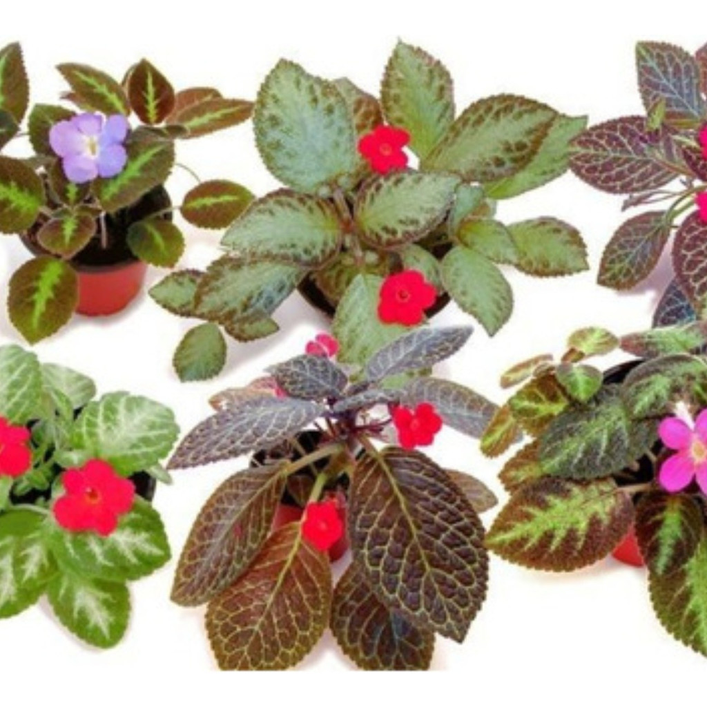 Plantas pendentes internas