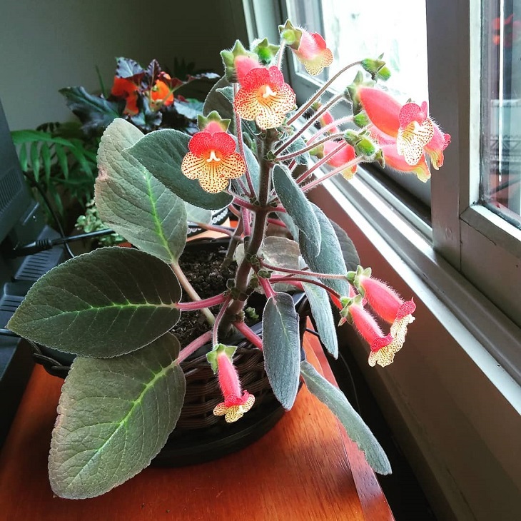 Planta forração jardim