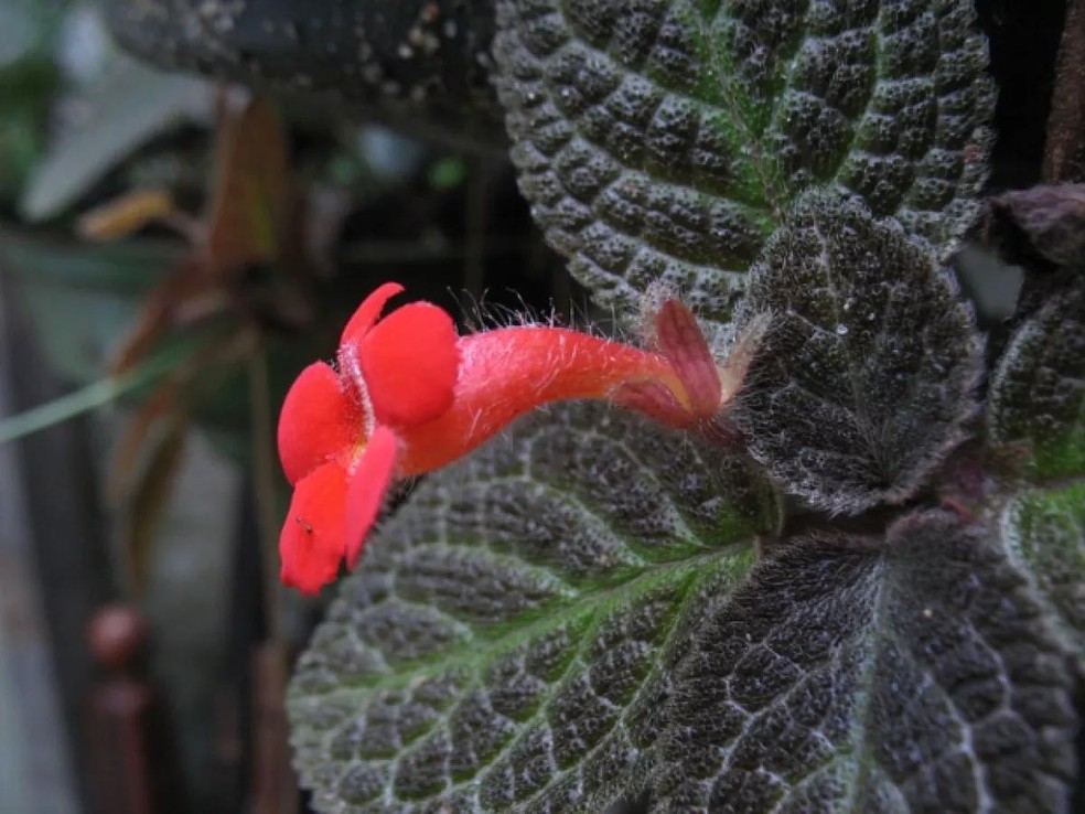Plantas pendentes internas