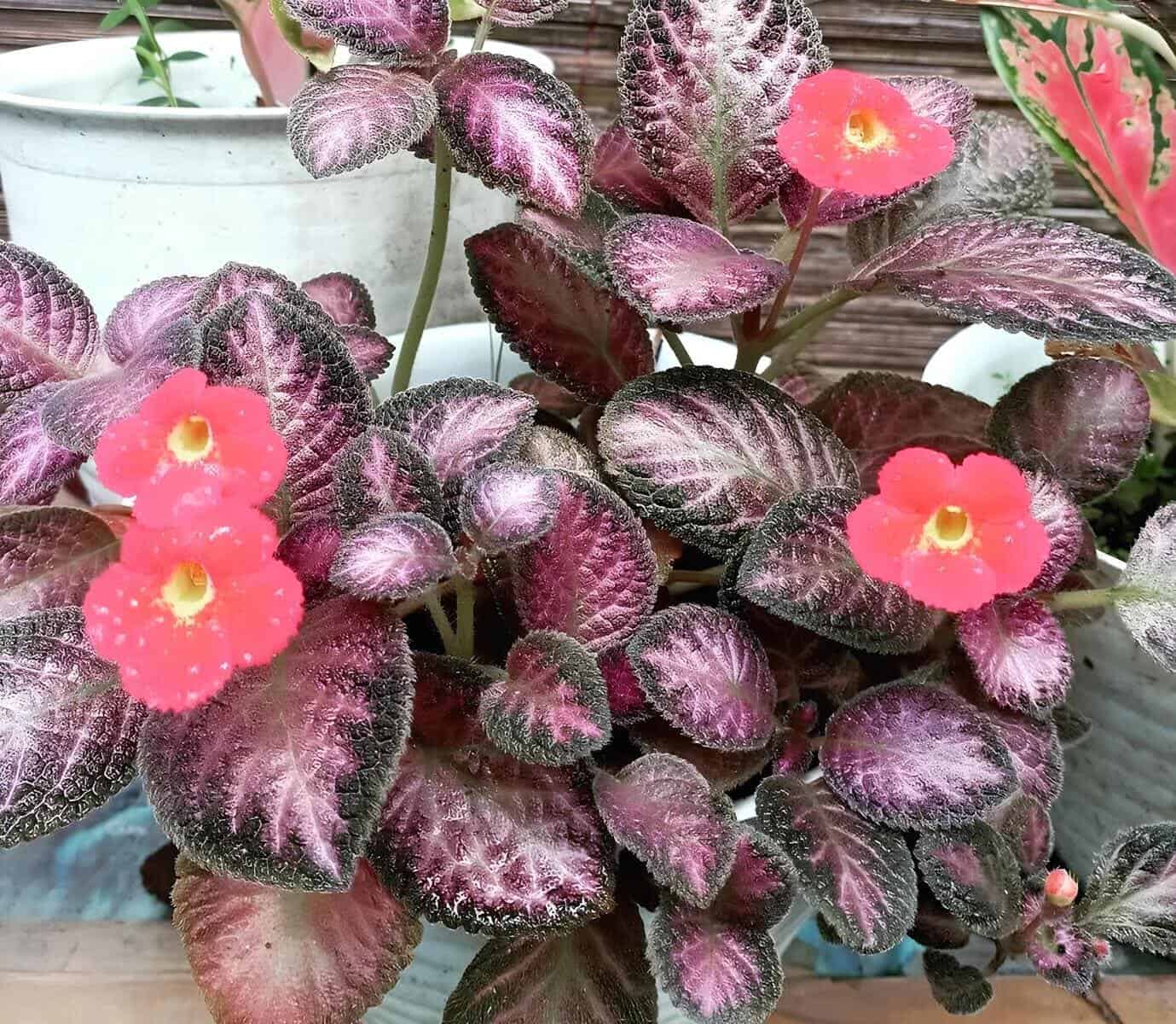 Cultivo de Episcia