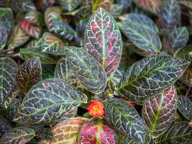 Episcia cupreata cuidados