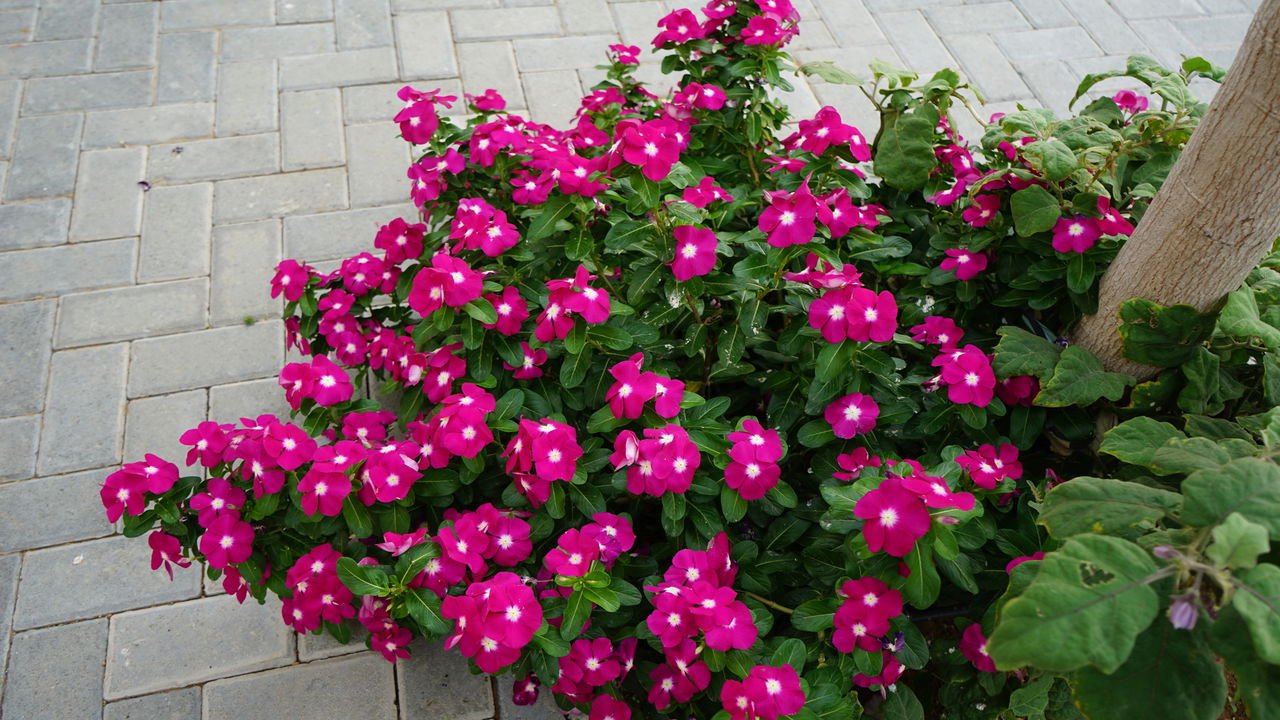 Catharanthus roseus