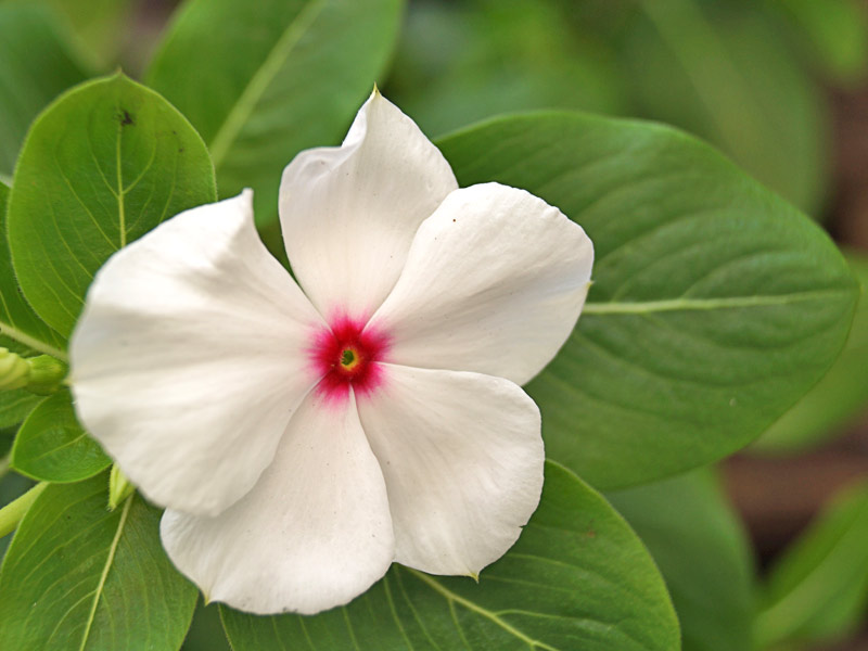vinca-de-madagascar