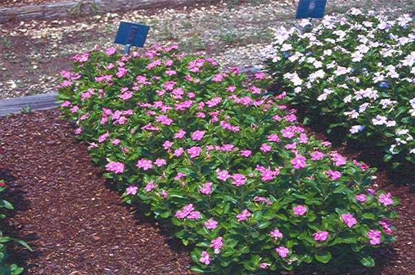 cuidados com vinca