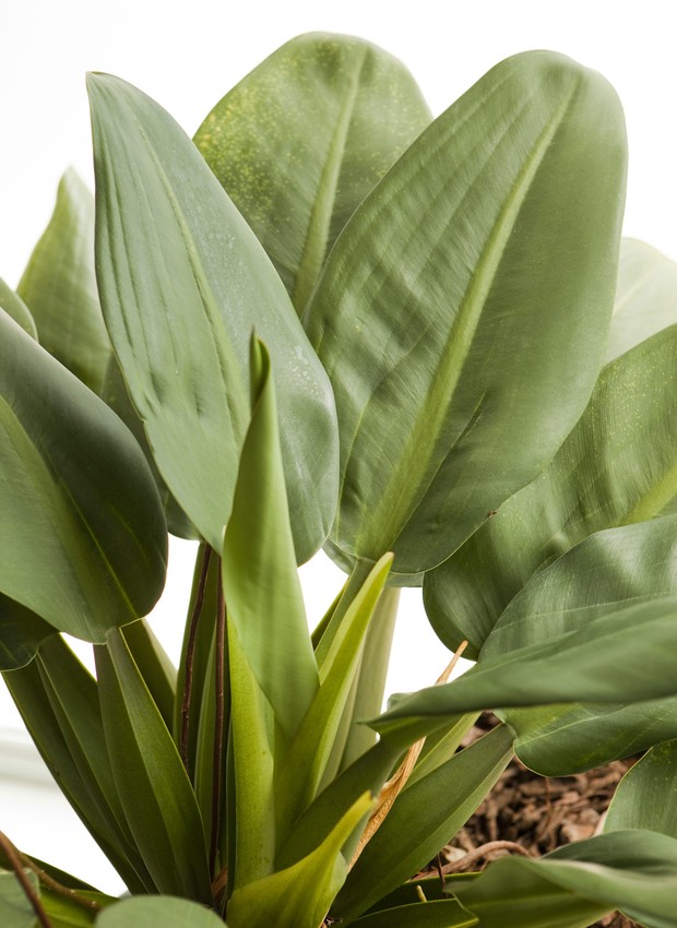 plantas para sombra