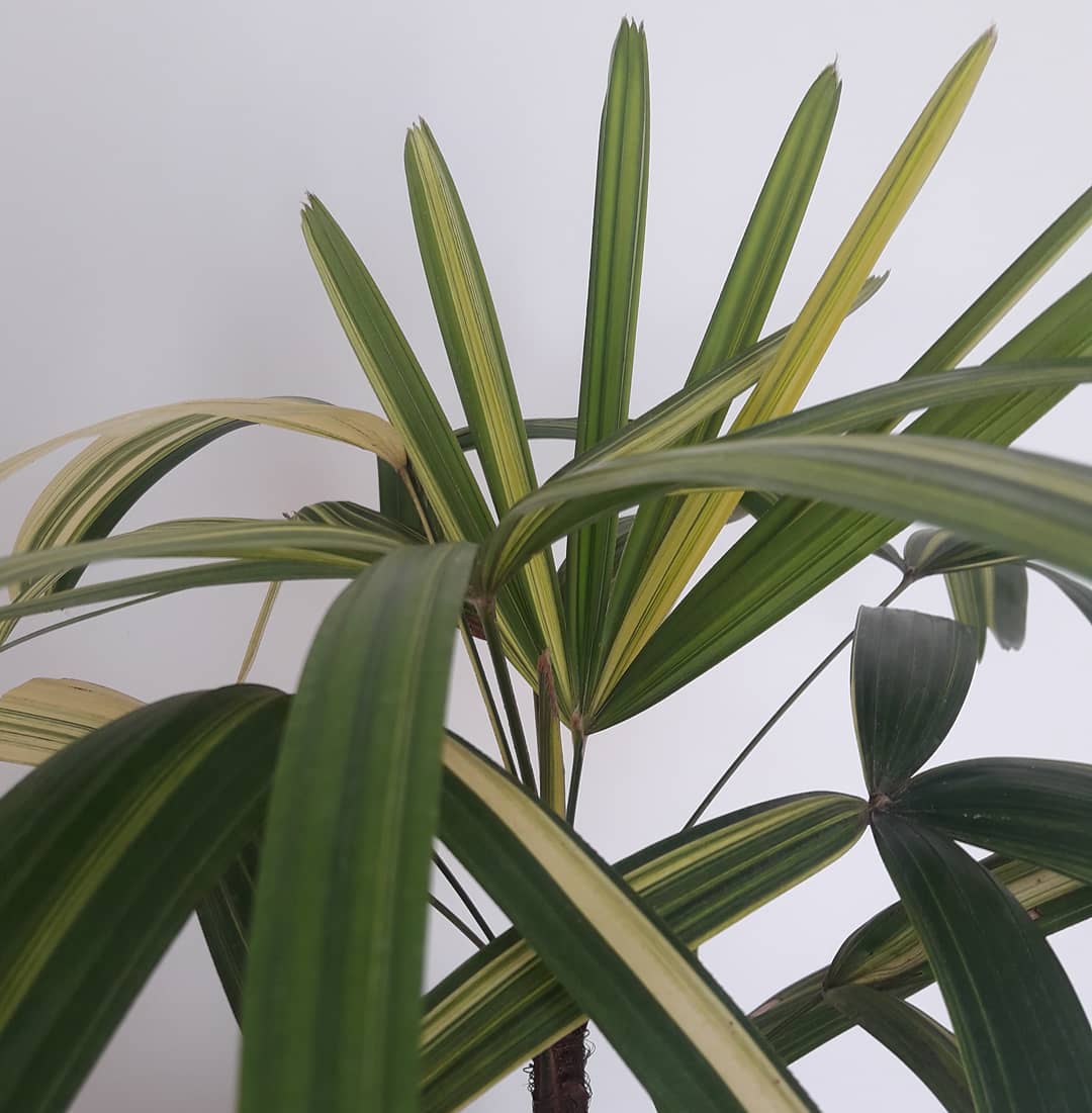 plantas para sombra