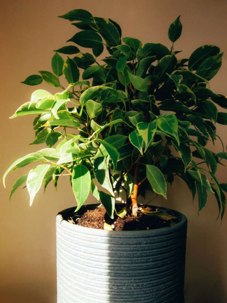 plantas de interior pouca luz