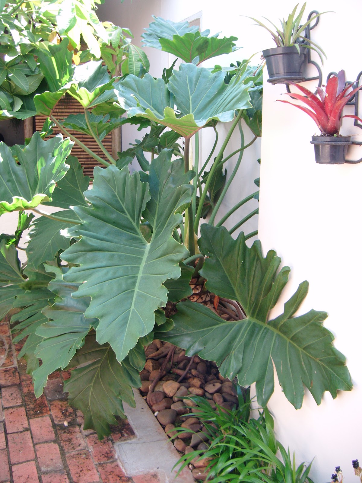 jardim de sombra