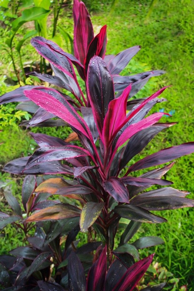 plantas que não precisam de sol