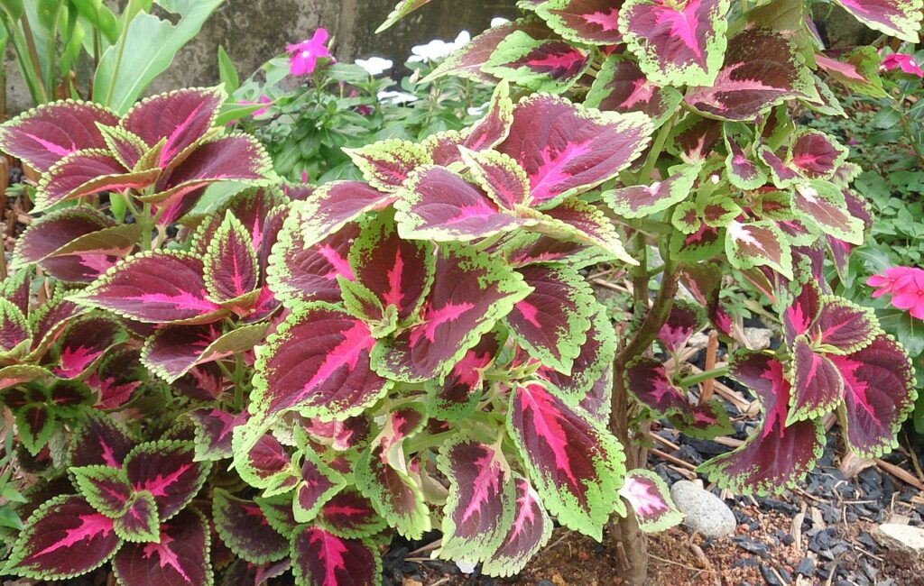 plantas para varanda coberta