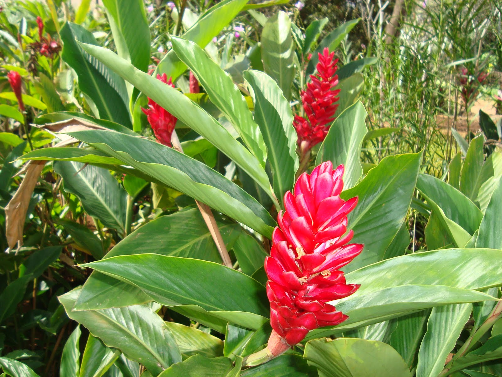 plantas para banheiro com pouca luz
