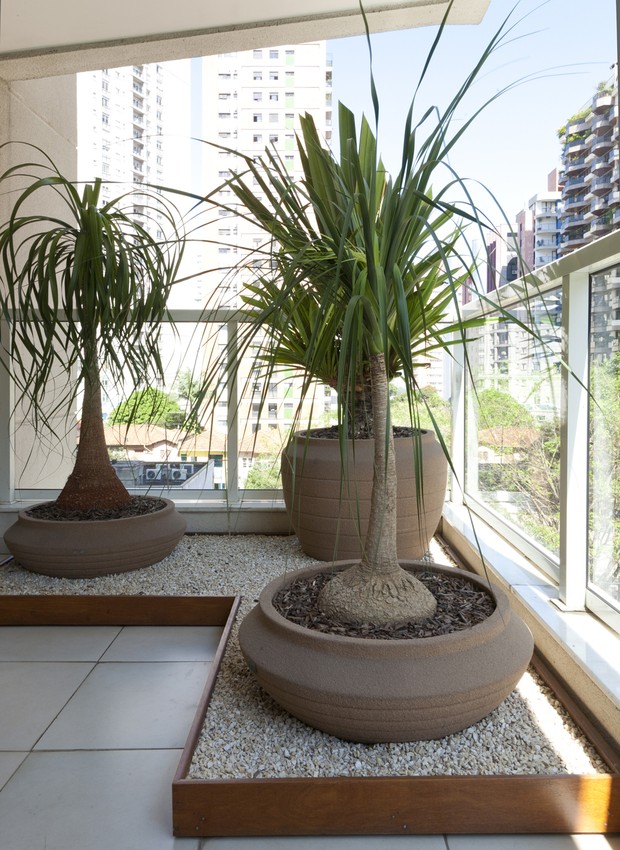 plantas resistentes para iniciantes
