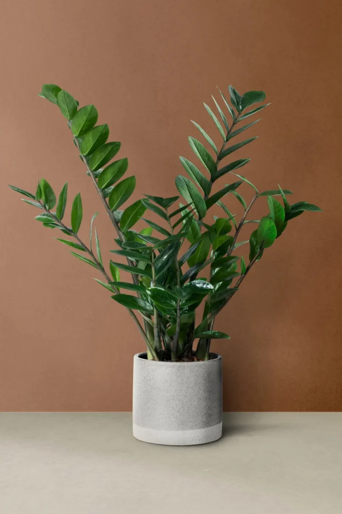 plantas purificadoras de ar interior