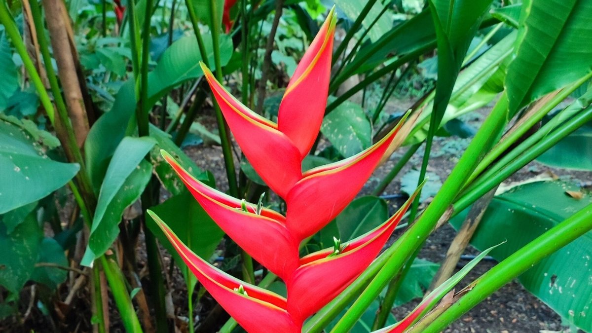 plantas que florescem na sombra