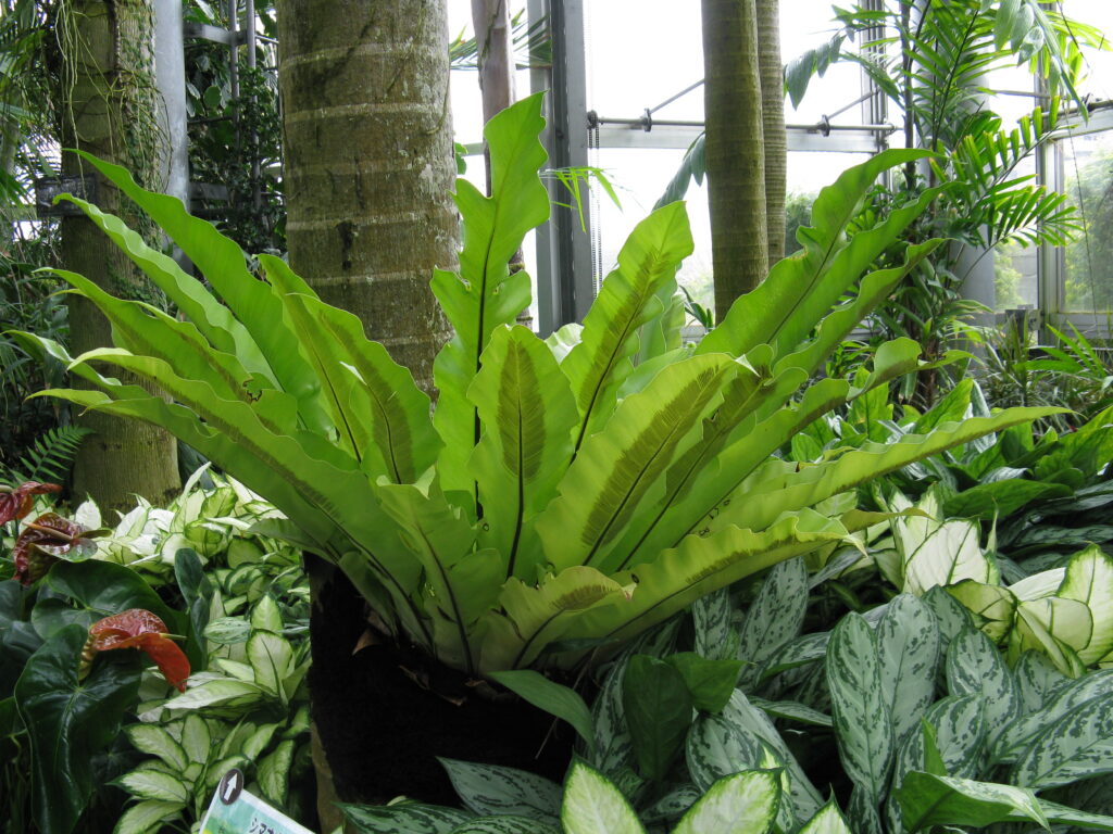 plantas para sombra