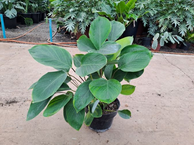 plantas que não precisam de sol