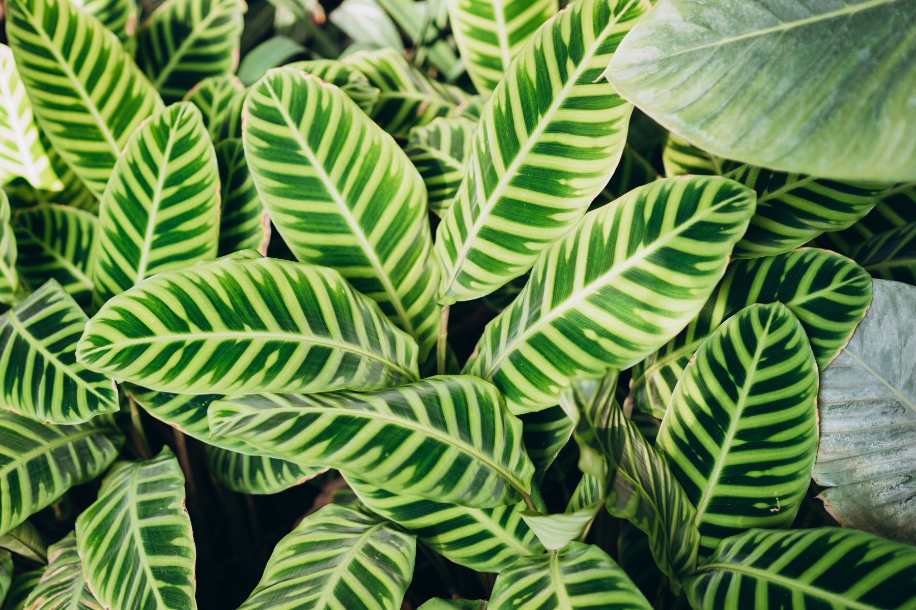 plantas para varanda coberta