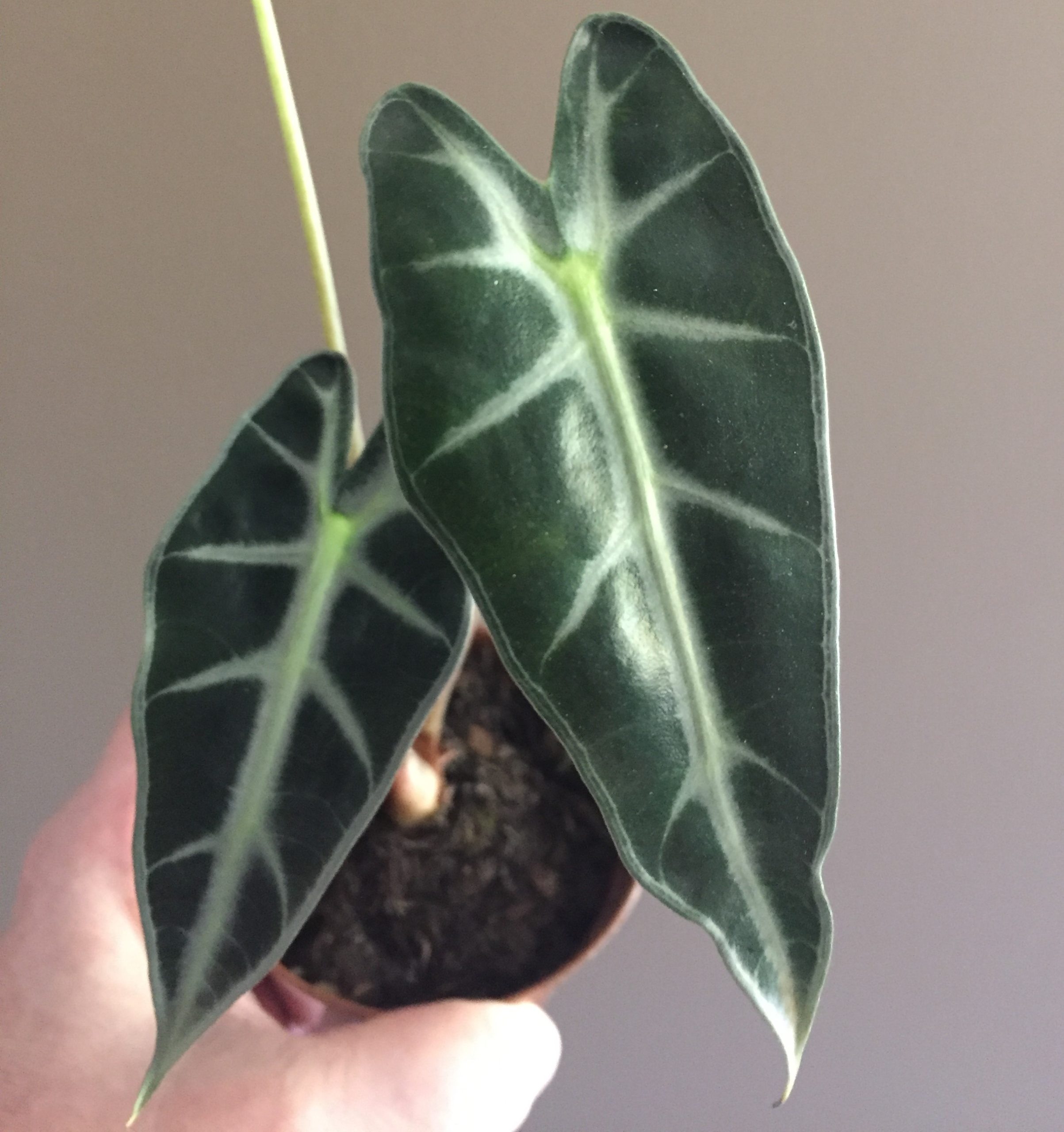 plantas para banheiro com pouca luz
