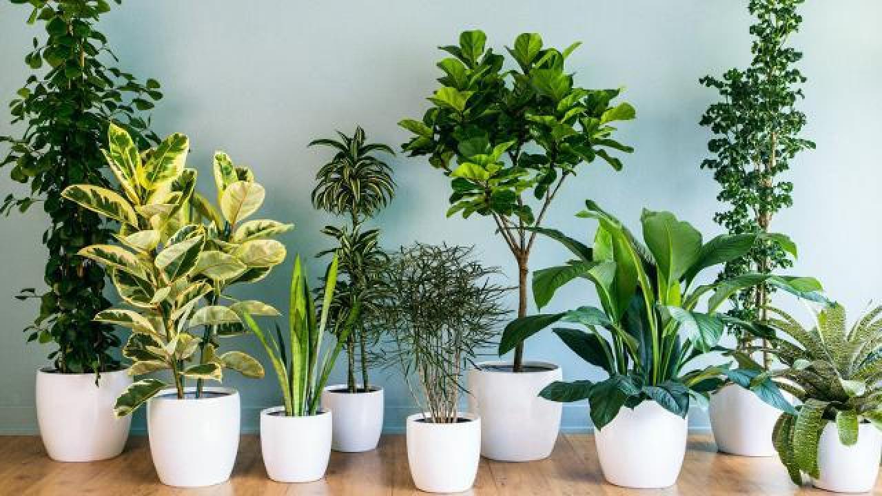 cuidados com plantas de meia sombra