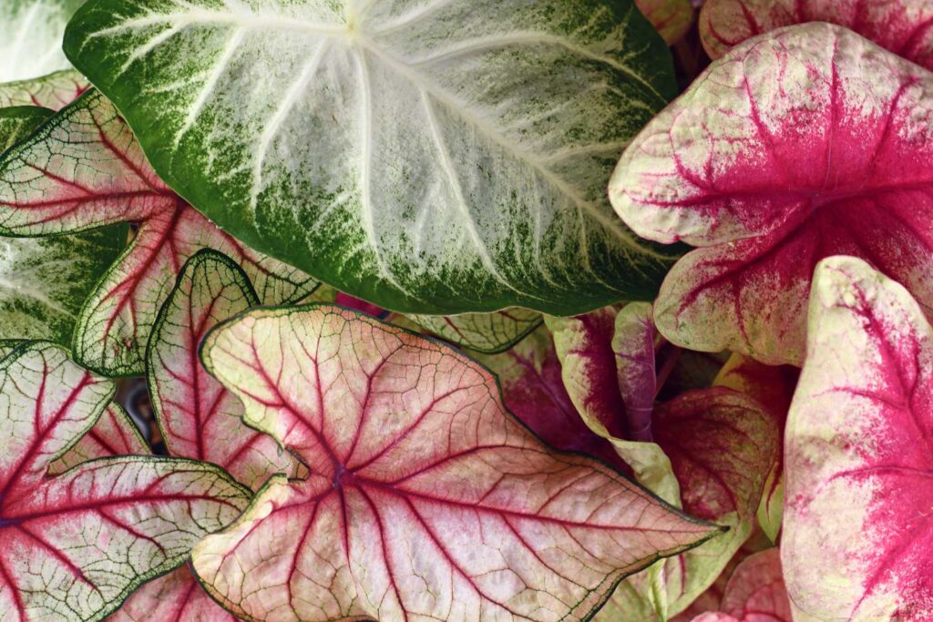 plantas resistentes para iniciantes