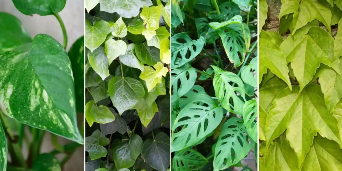 plantas purificadoras de ar interior