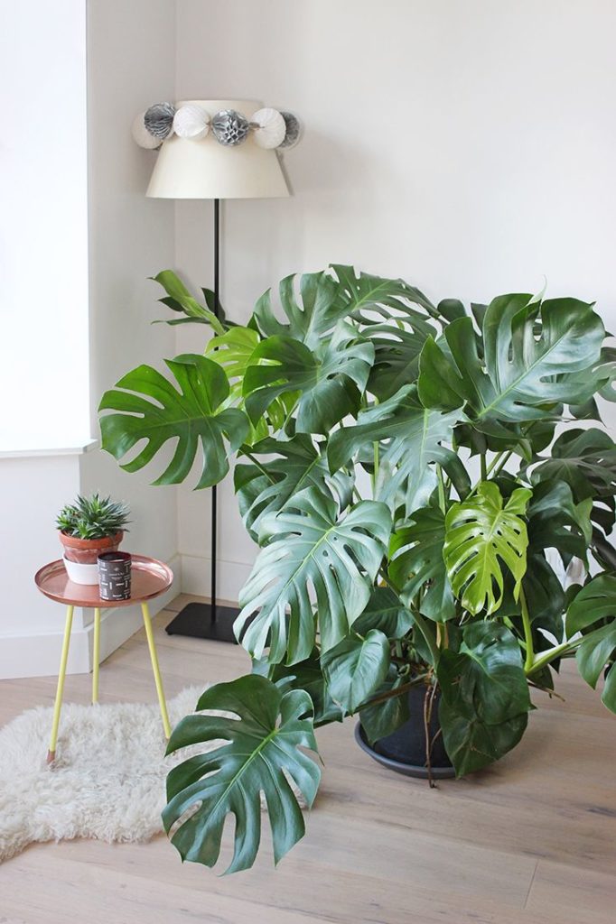 plantas que florescem na sombra