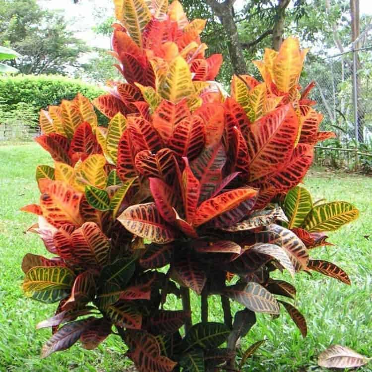 plantas ornamentais de interior