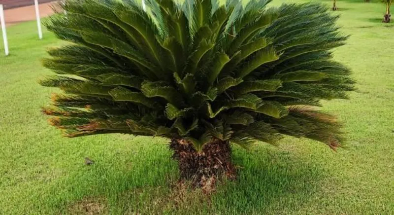 plantas ornamentais resistentes à seca