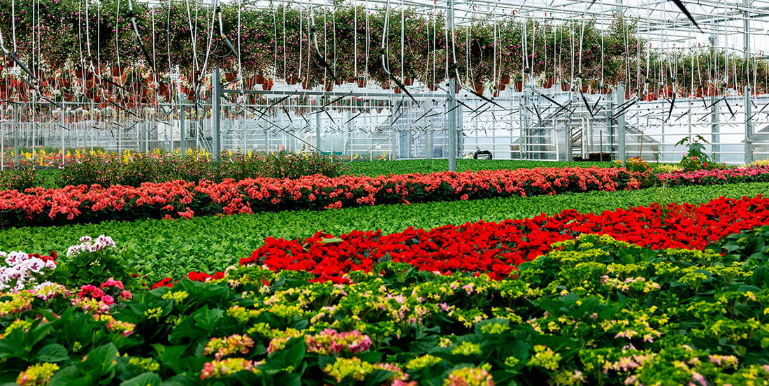 plantas ornamentais para pequenos espaços