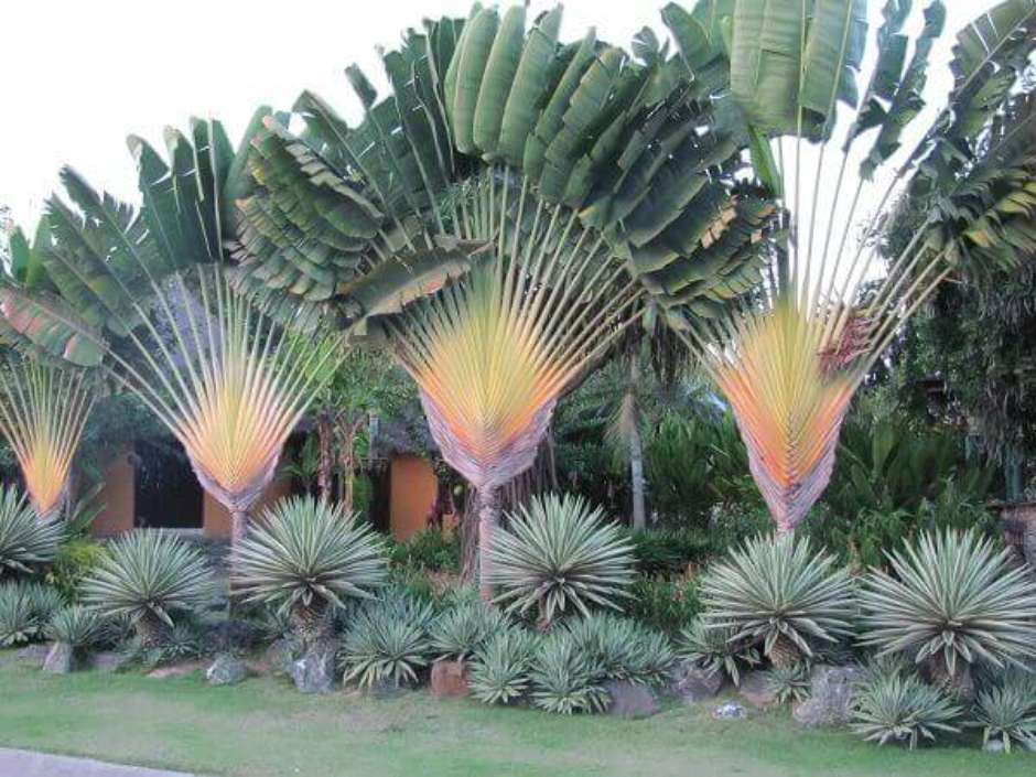 plantas ornamentais com folhagem colorida