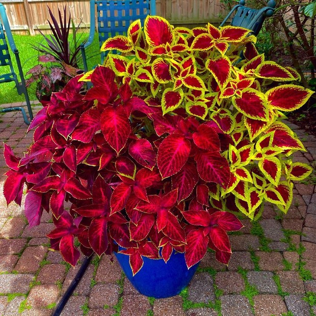 plantas ornamentais de fácil cultivo