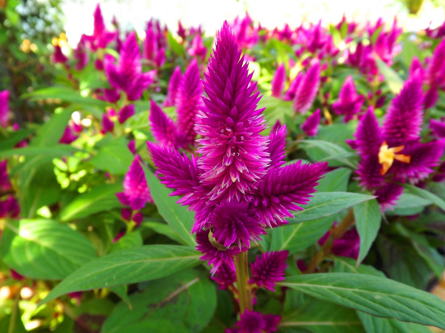 plantas ornamentais resistentes à seca