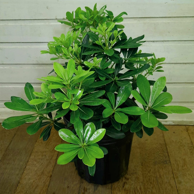 plantas ornamentais para varanda