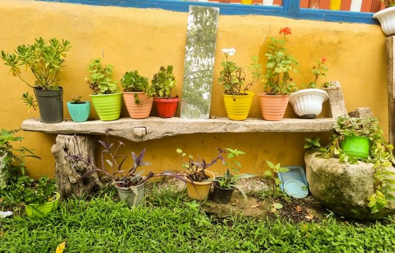plantas ornamentais resistentes à seca