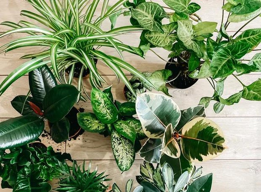 plantas ornamentais para pequenos espaços