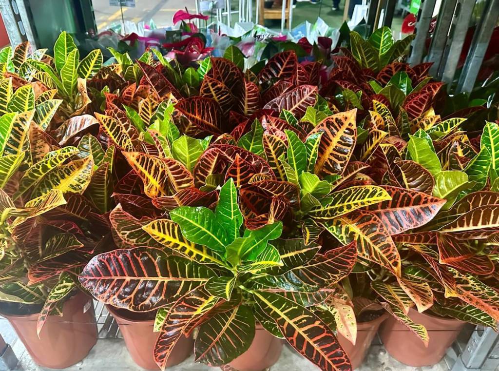plantas ornamentais com folhagem colorida