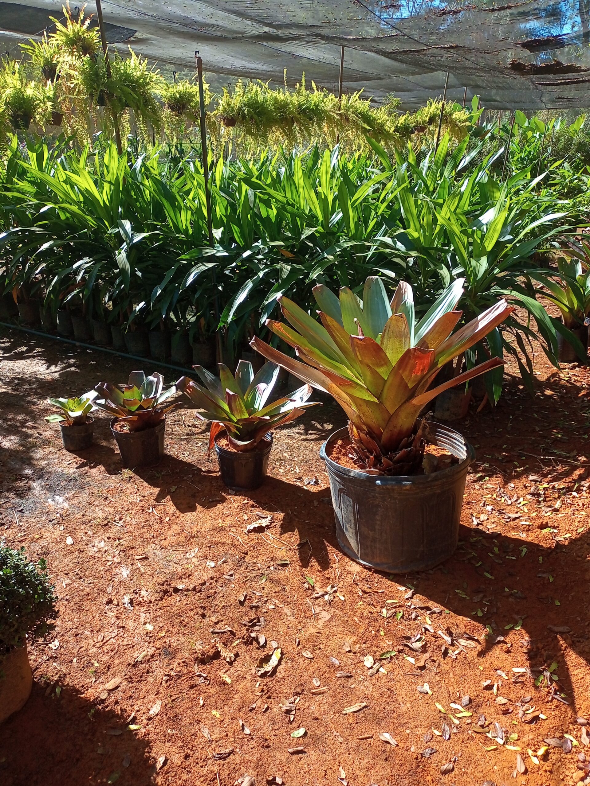 plantas ornamentais que atraem pássaros