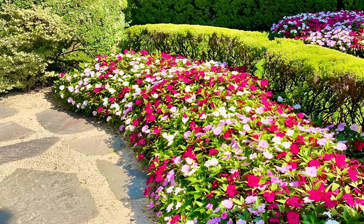 plantas ornamentais para jardins verticais