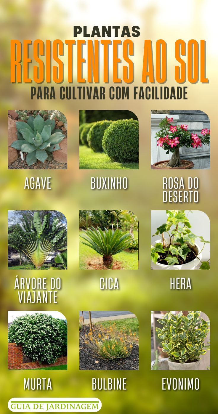 plantas para sol pleno e pouca água