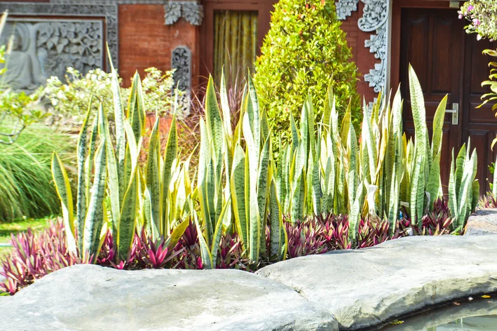 plantas para sol pleno e pouca água