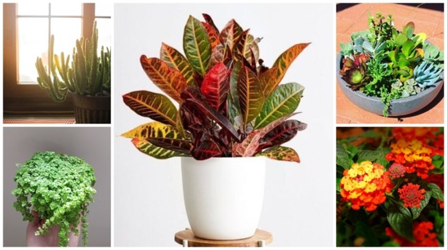 plantas para clima quente e seco