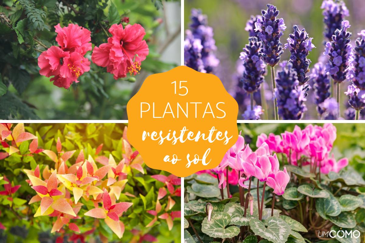 plantas para sol pleno e pouca água